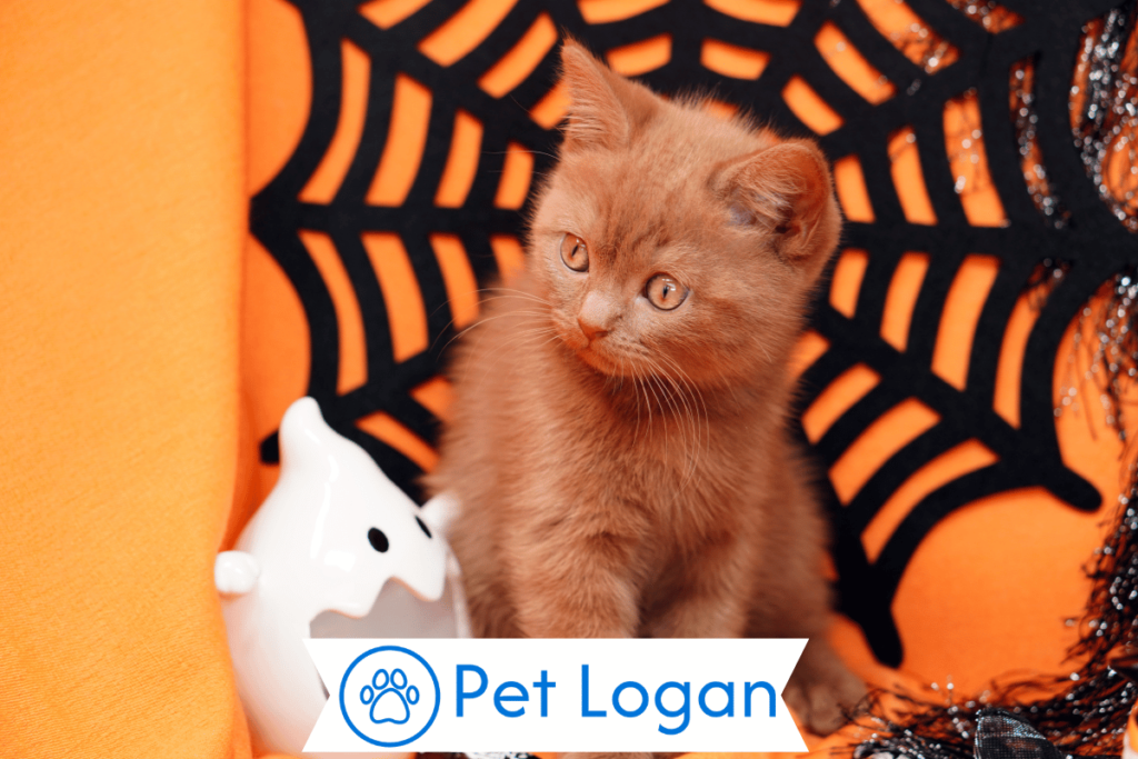 250+ Cool And Badass Halloween Cat Names For Your Spooky Kitten 1 Cute Halloween Cat