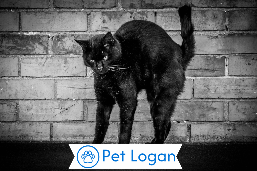 250+ Cool And Badass Halloween Cat Names For Your Spooky Kitten 2 Unique Halloween Cat Names