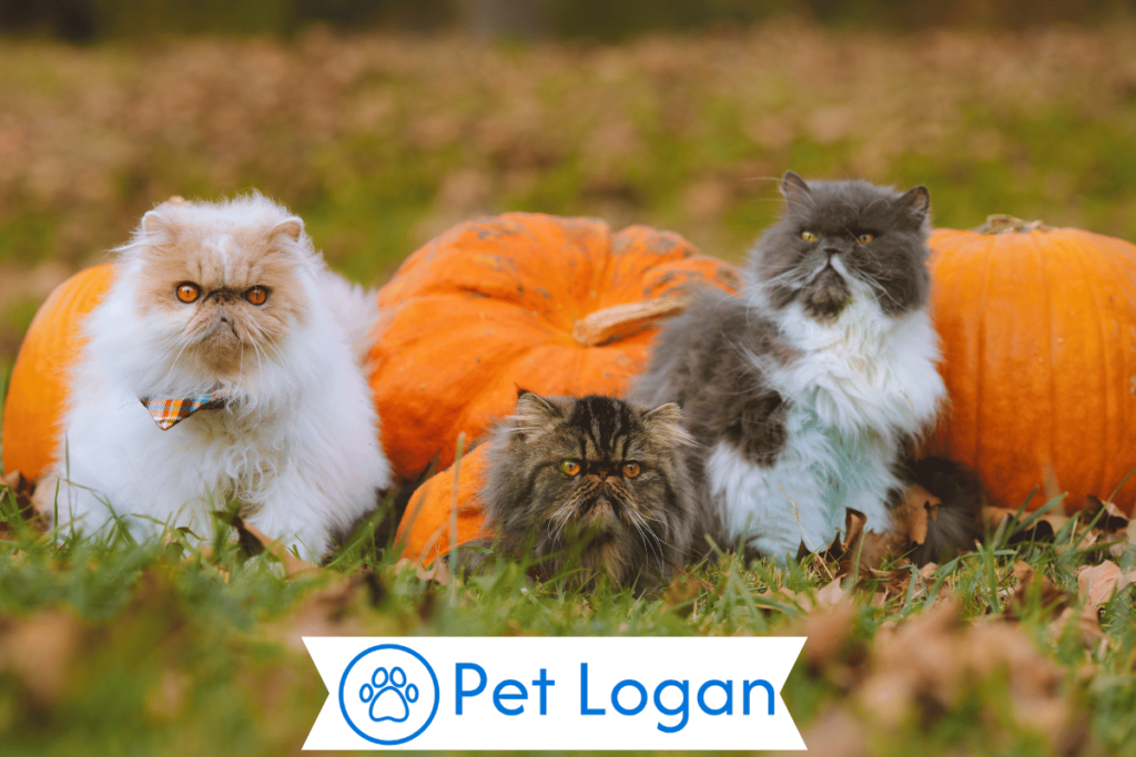 250+ Cool And Badass Halloween Cat Names For Your Spooky Kitten 3 Nicknames For Halloween Cat