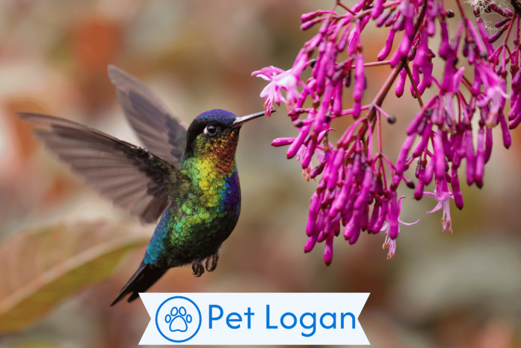 300+ Cute And Catchy Hummingbirds Names For Your Colorful Pet 3 Female Hummingbird Names