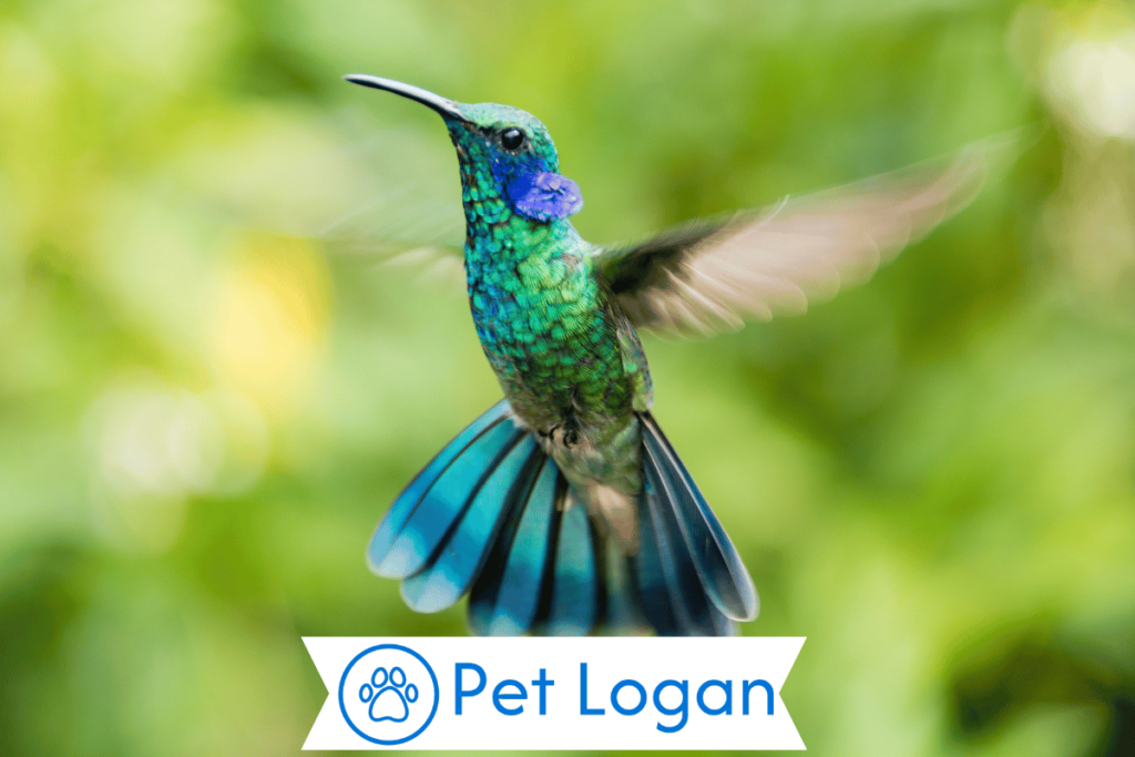 300+ Cute And Catchy Hummingbirds Names For Your Colorful Pet 2 Unique Hummingbird Names