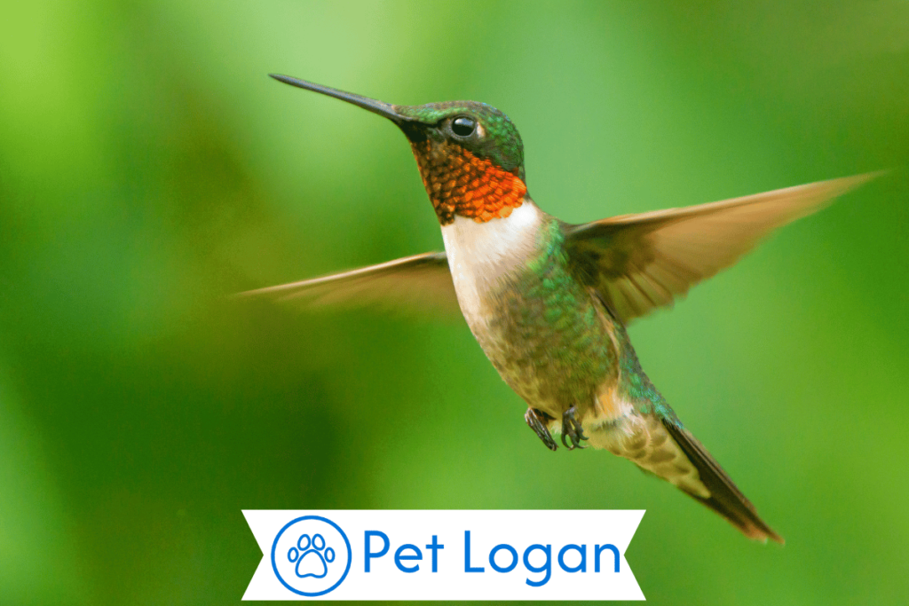 300+ Cute And Catchy Hummingbirds Names For Your Colorful Pet 1 Cute Hummingbird Names