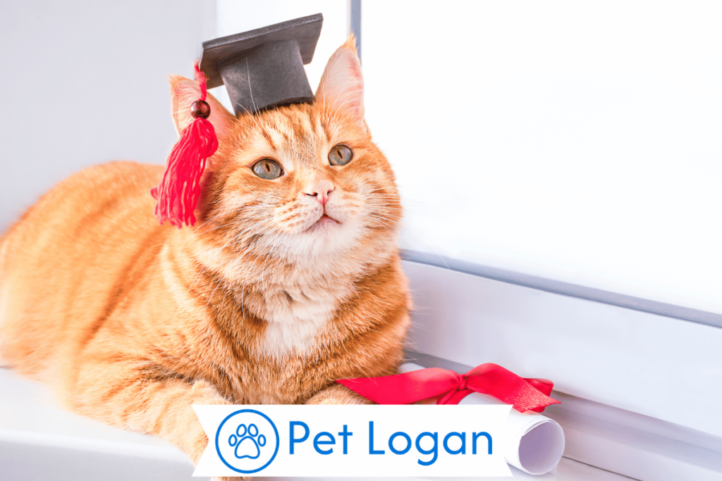 250+ Cute And Catchy Movie Inspired Cat Names For Your Cute Kitten 1 Cool Movie Inspired Cat