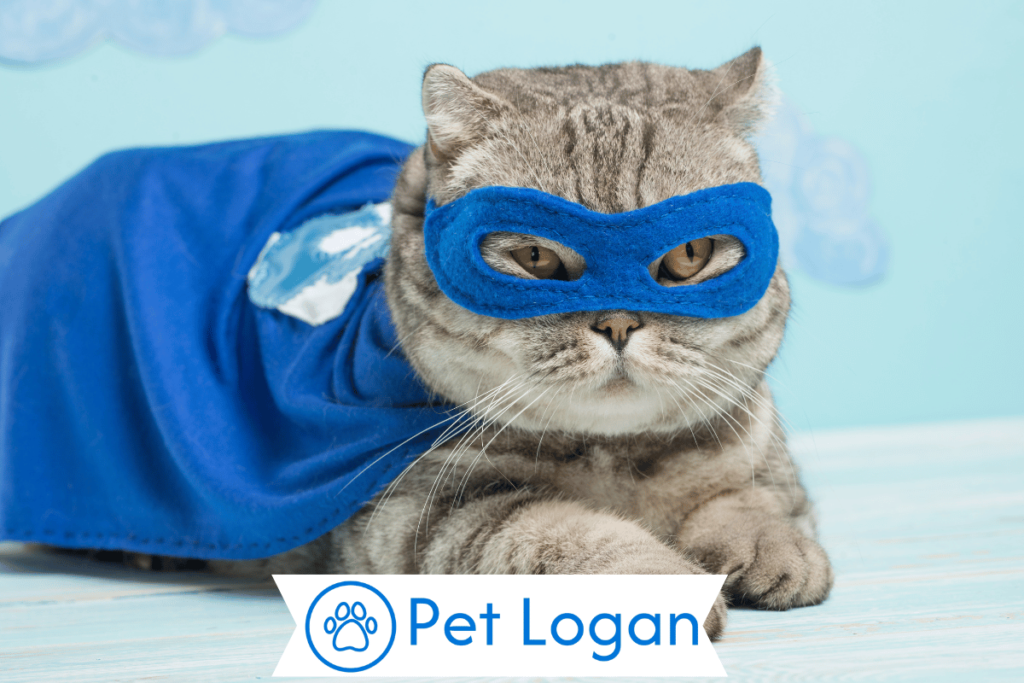250+ Cute And Catchy Movie Inspired Cat Names For Your Cute Kitten 2 Unique Movie Inspired Cat