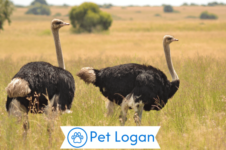 Ostrich Names