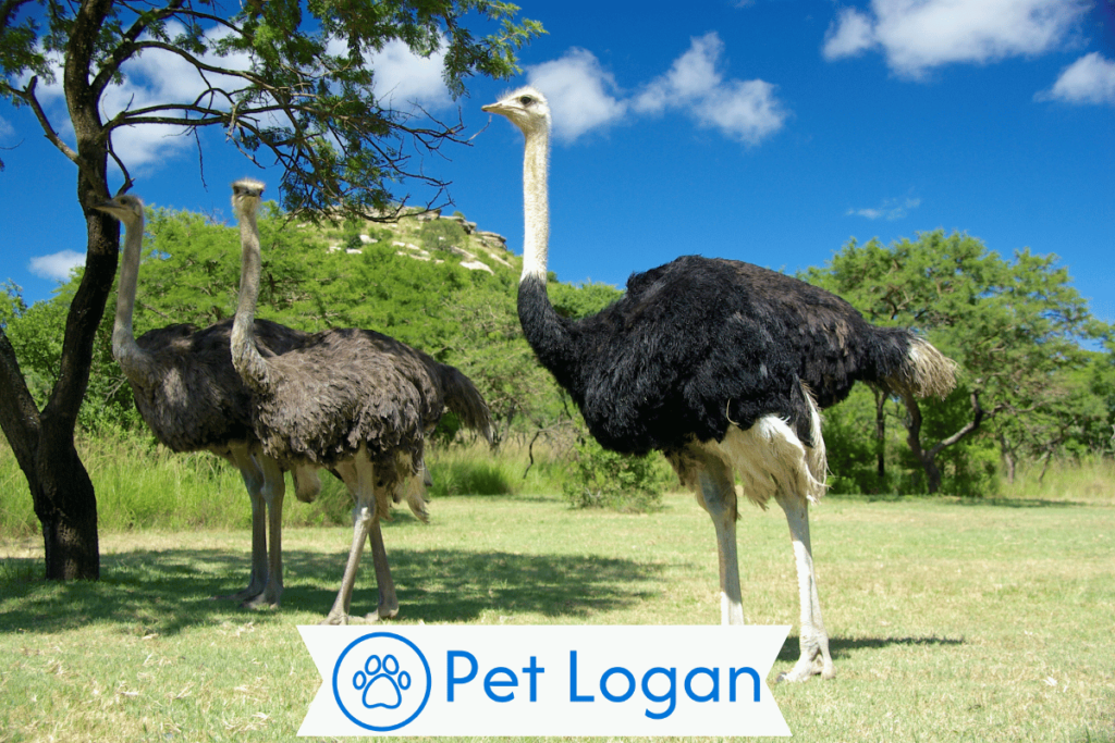 300+ Cool And Catchy Ostrich Names With Name Generator For Your Big Buddy 2 Unique Ostrich Names