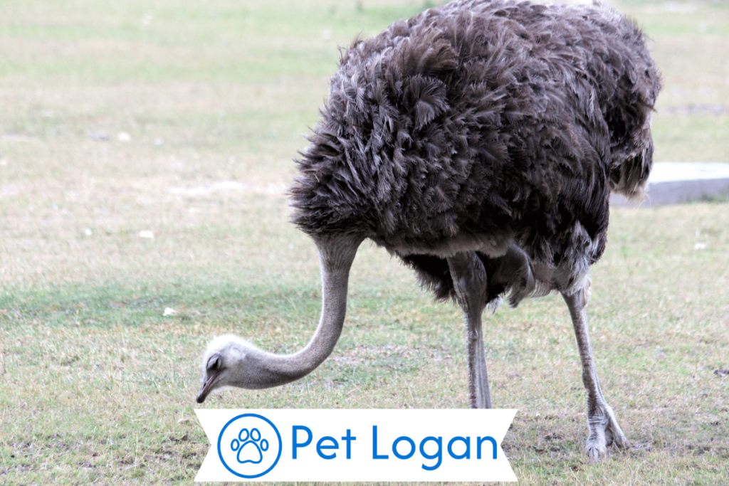 300+ Cool And Catchy Ostrich Names With Name Generator For Your Big Buddy 1 Cool Ostrich Names