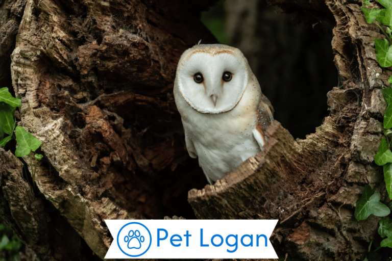 Owl Names