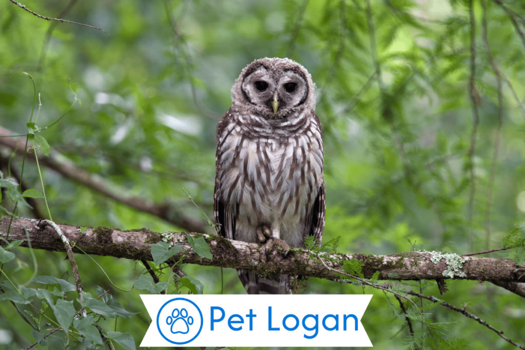 Cute Owl Names