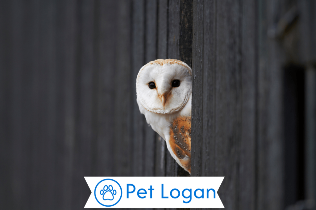 Unique Owl Names