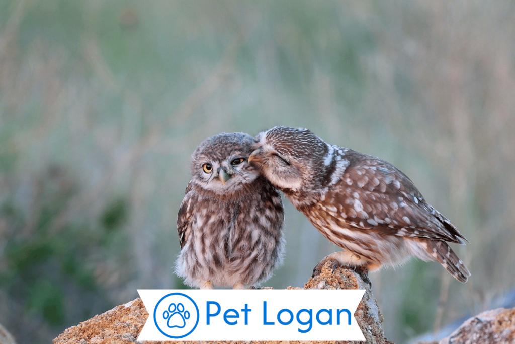 Male Owl Names
