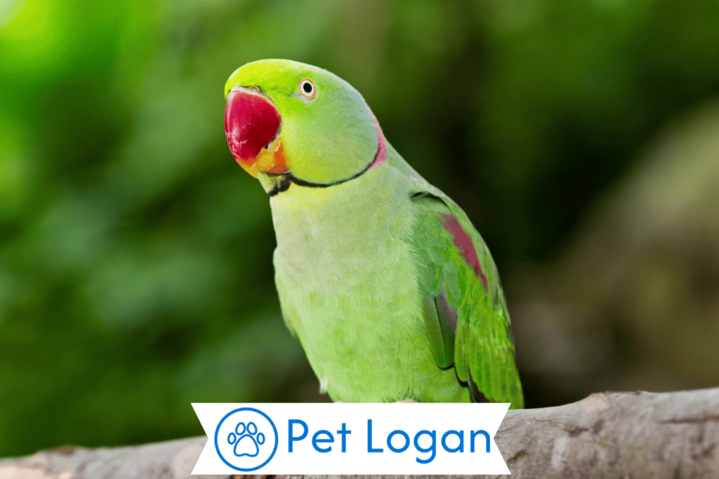Unique Parrot Names