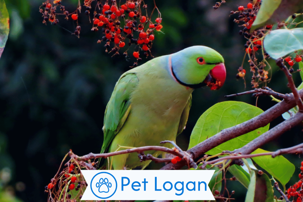 Cool Parrot Names