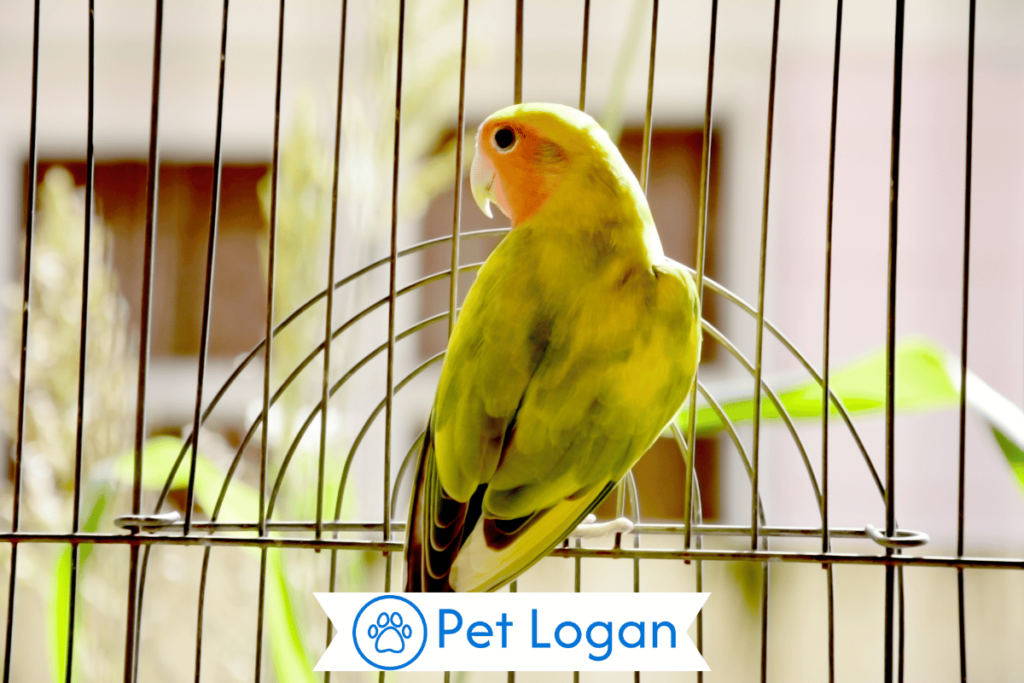 300+ Pet Bird names