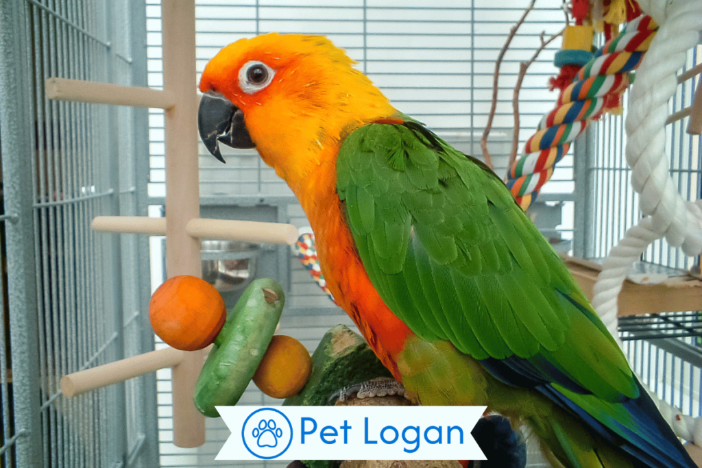 300+ Cute And Catchy Pet Bird Name Ideas With Name Generator For Your feathered friend 4 Female Bird Names