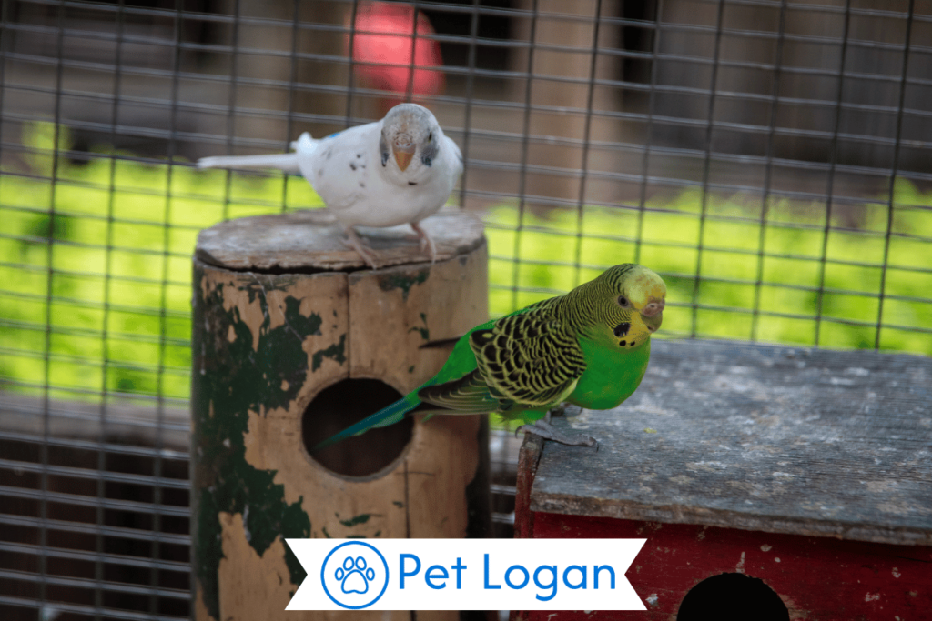 300+ Cute And Catchy Pet Bird Name Ideas With Name Generator For Your feathered friend 2 Love Bird Names