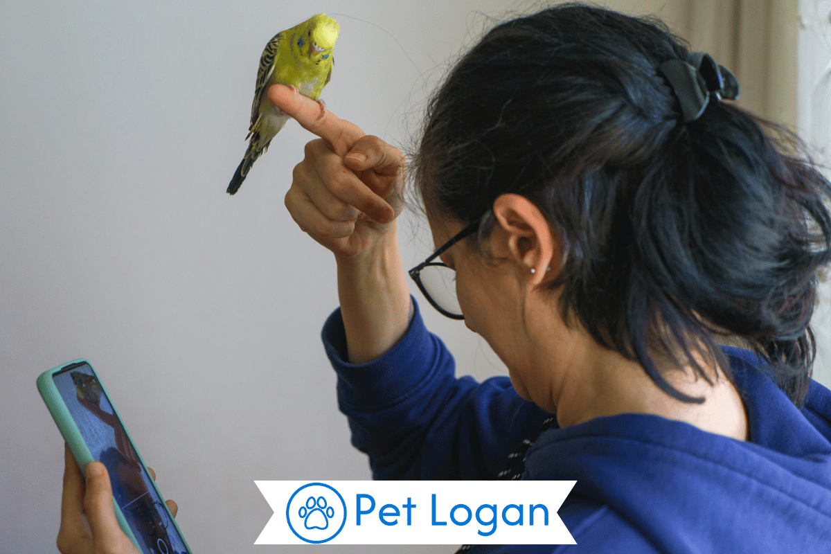 300+ Cute And Catchy Pet Bird Name Ideas With Name Generator For Your feathered friend 1 Pet Bird