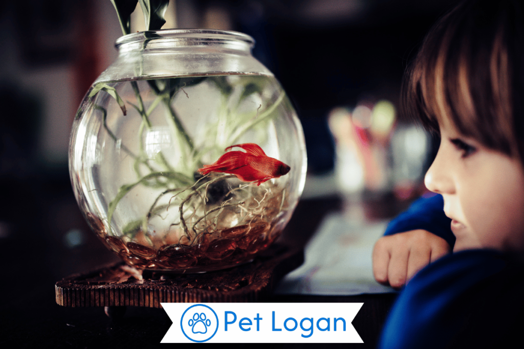 350+ Cute And Catchy Pet Fish Names With Name Generator For Your Aquatic Buddy 2 Historical Figures Names