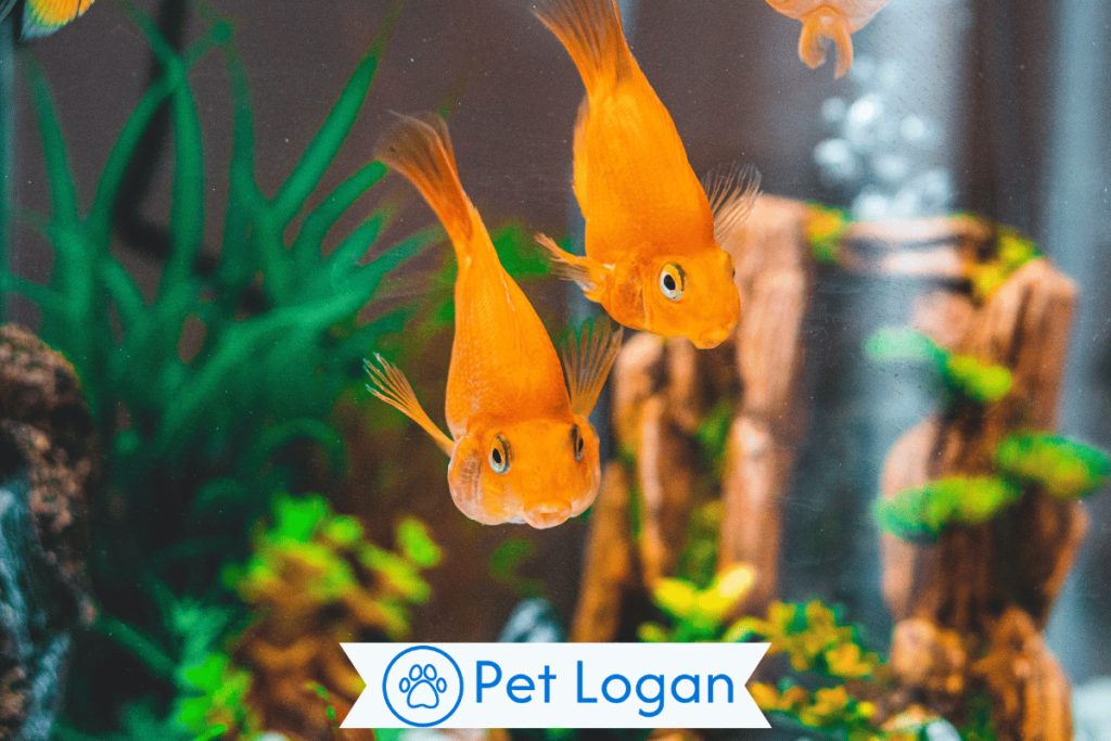 350+ Cute And Catchy Pet Fish Names With Name Generator For Your Aquatic Buddy 3 Pet Fish