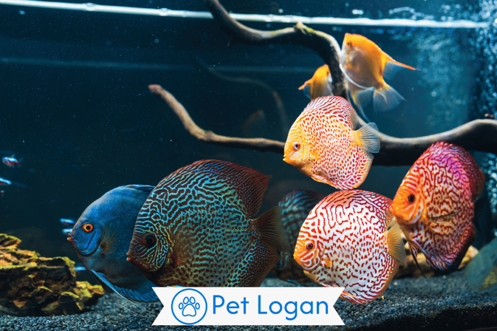 350+ Cute And Catchy Pet Fish Names With Name Generator For Your Aquatic Buddy 1 Pet Names