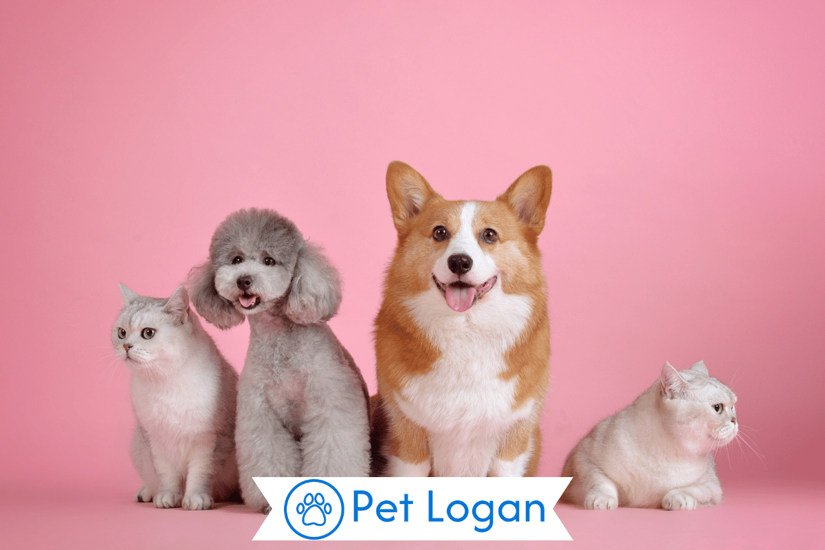 250+ Cute And Catchy Pet Names With Pet Name Generator for Your New Companion 1 pet