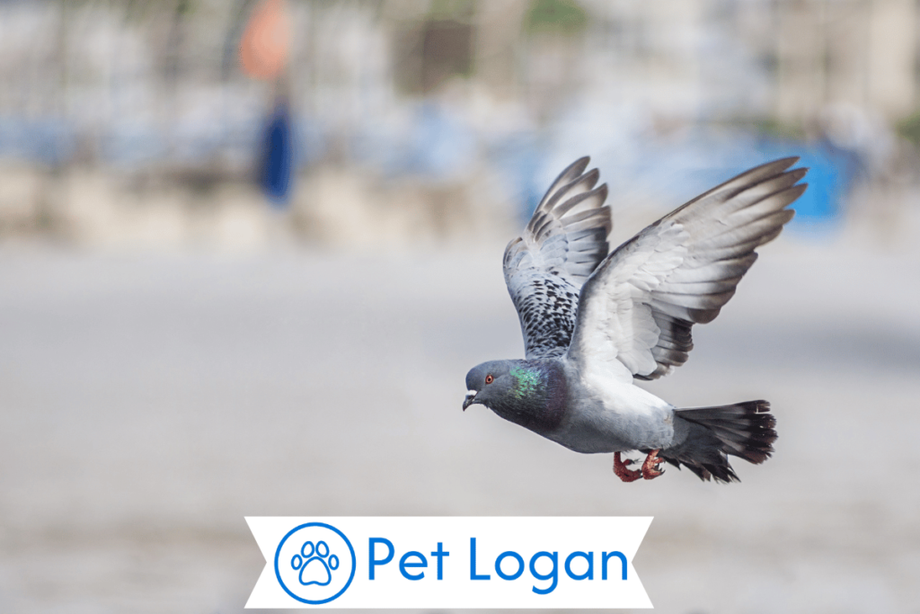 Unique Pigeon Names