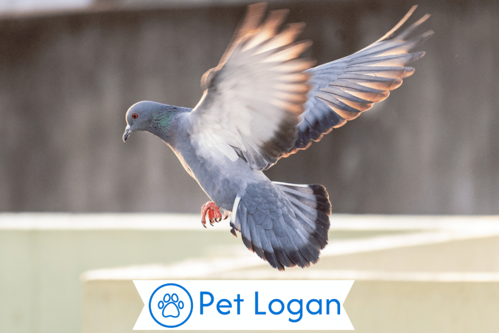 Cute Pigeon Names