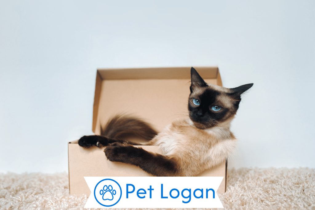 250+ Cool And Catchy Sassy Cat Names With Name Generator 2 Unique Sassy Cat