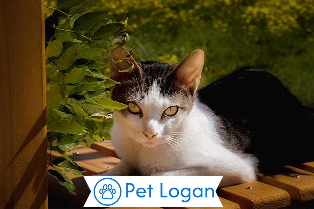250+ Cool And Catchy Sassy Cat Names With Name Generator 3 Female Sassy Cat