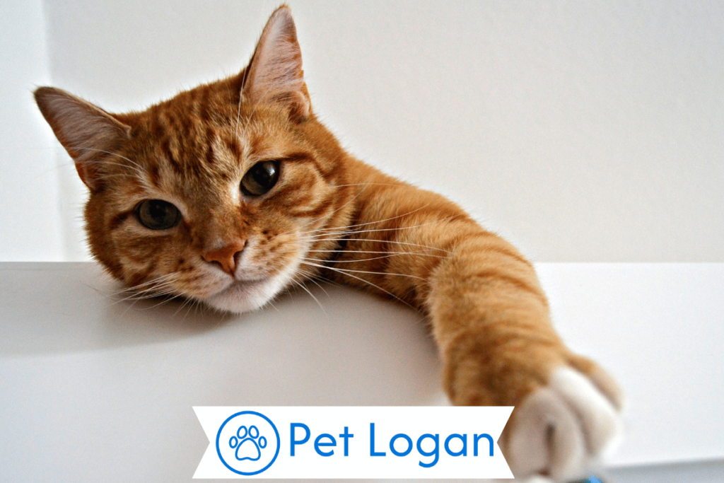 250+ Cool And Catchy Sassy Cat Names With Name Generator 1 Cool Sassy Cat