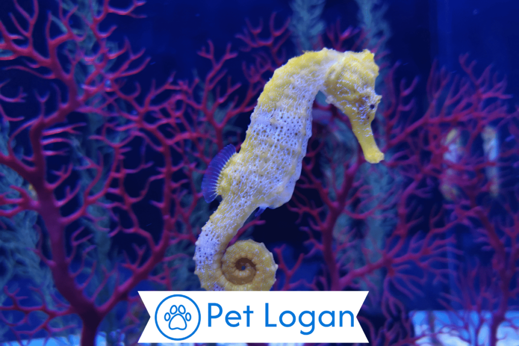 250+ Cute And Catchy Seahorse Names For Your Underwater Buddy 2 Unique Seahorse Names