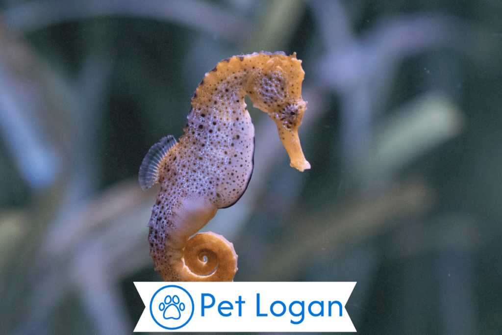 250+ Cute And Catchy Seahorse Names For Your Underwater Buddy 1 Cool Seahorse Names