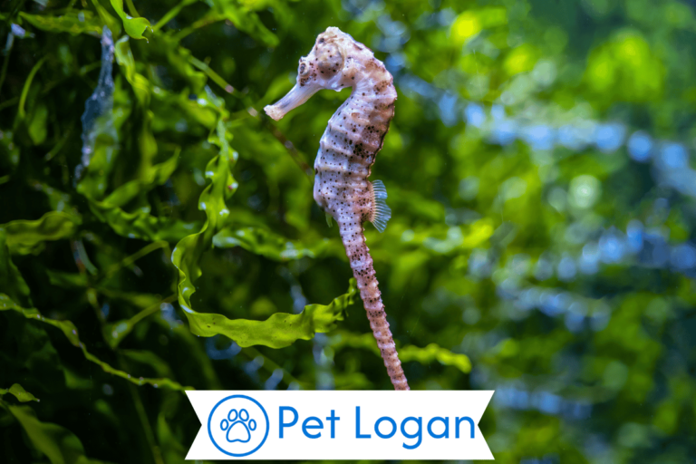 Seahorse Names