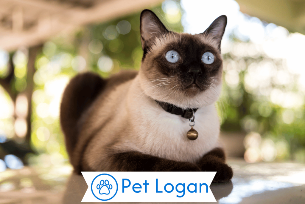 250+ Cool And Catchy Siamese Cat Names With Name Generator 1 Cool Siamese Cat Names