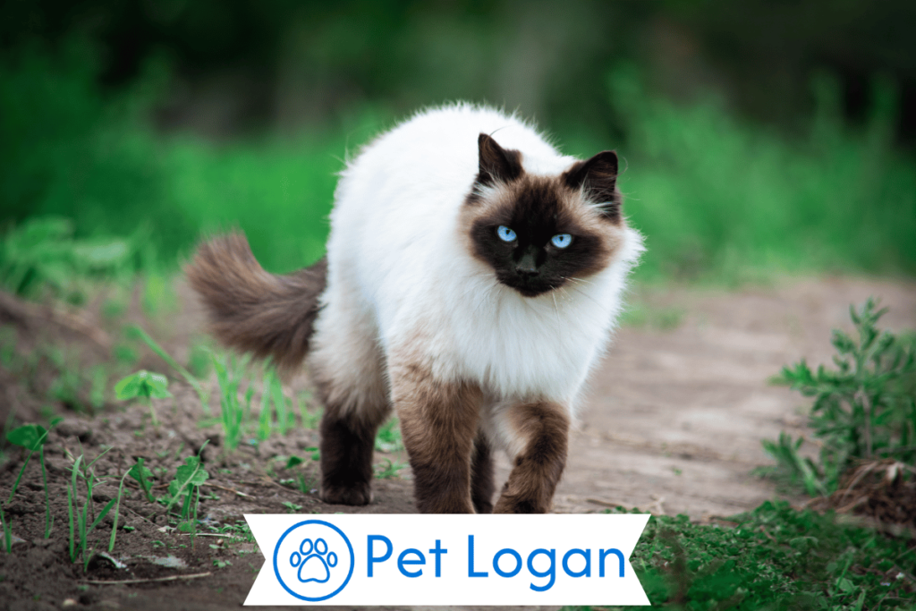 250+ Cool And Catchy Siamese Cat Names With Name Generator 2 Unique Siamese Cat Names