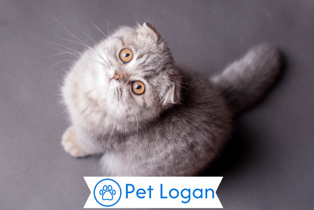 300+ Cute And Catchy Silver Cat Names For Your Sleek Kitty 1 Cool Silver Cat Names