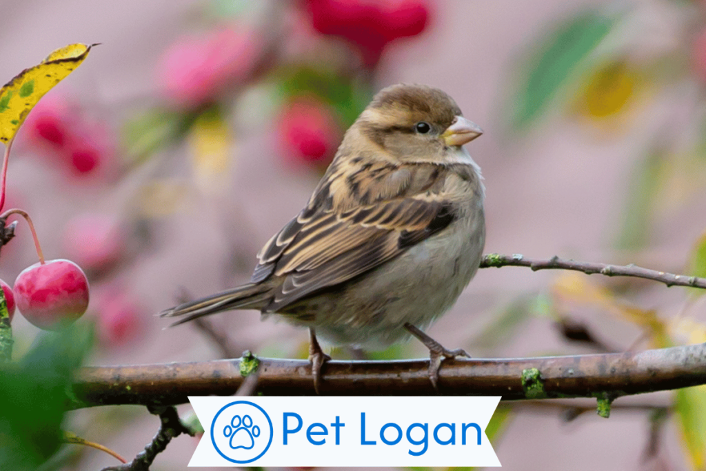 300+ Cute And Catchy Sparrow Names With Name Generator For Your Little Buddy 2 Unique Sparrow Names