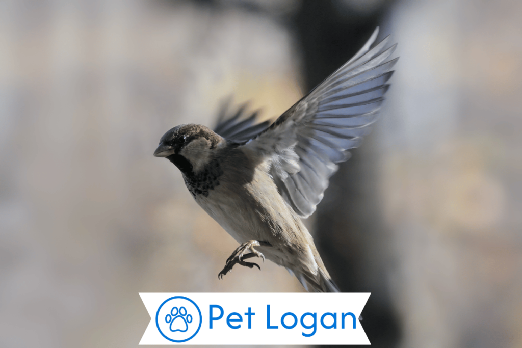 300+ Cute And Catchy Sparrow Names With Name Generator For Your Little Buddy 3 Female Sparrow Names