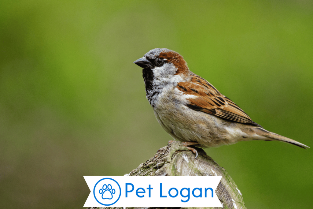 300+ Cute And Catchy Sparrow Names With Name Generator For Your Little Buddy 1 Cool Sparrow Names