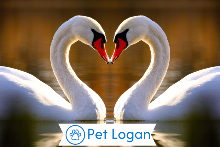 swan names