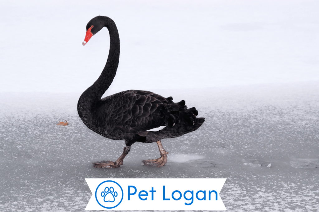 300+ Cute And Catchy Swan Names With Name Generator For Your Long Neck Buddy 3 Female Swan Names