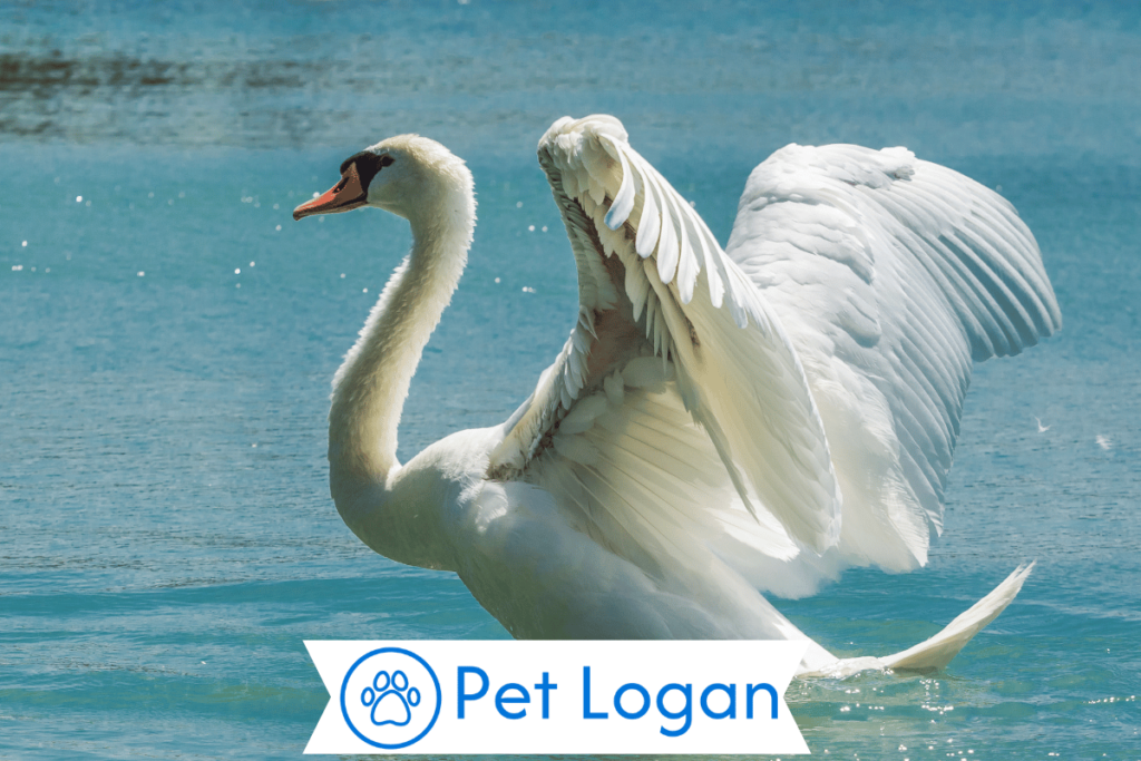 300+ Cute And Catchy Swan Names With Name Generator For Your Long Neck Buddy 2 Unique Swan Names