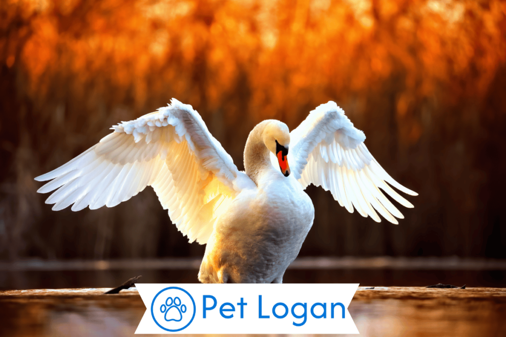 300+ Cute And Catchy Swan Names With Name Generator For Your Long Neck Buddy 1 Cool Swan Names