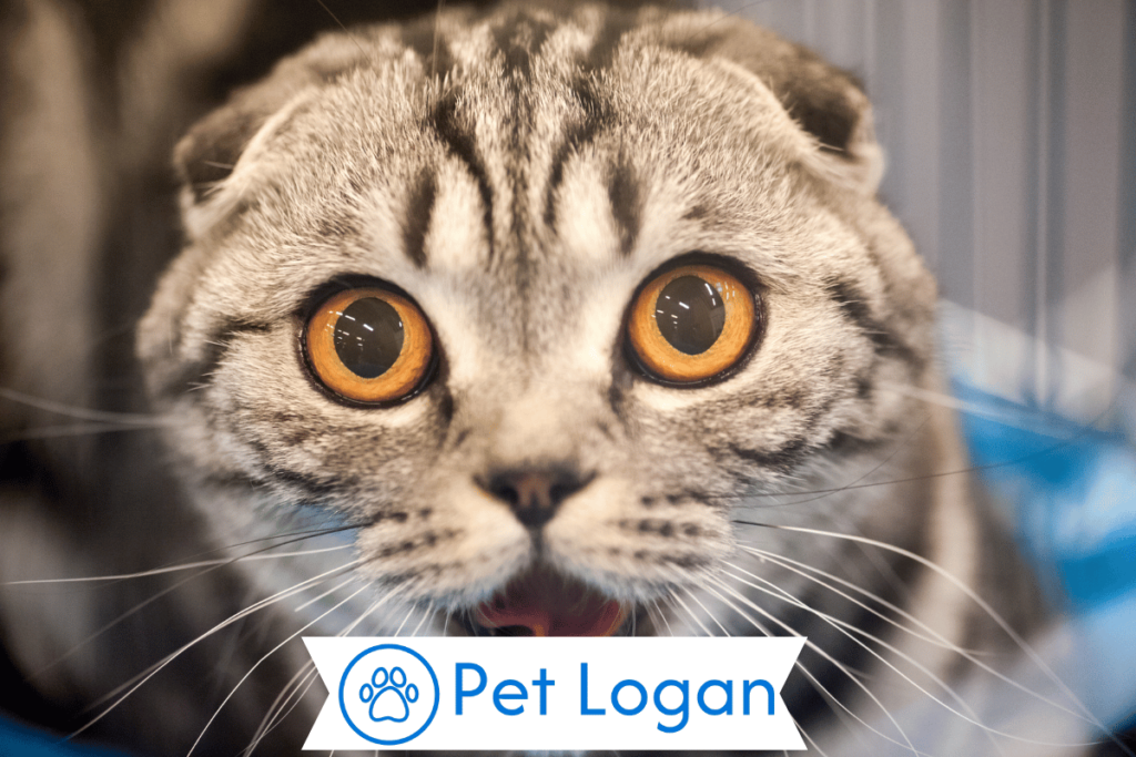 250+ Cool And Cactchy Taylor Swift Cat Names For Your Cute Kitty 1 Cute Taylor Swift Cat Names