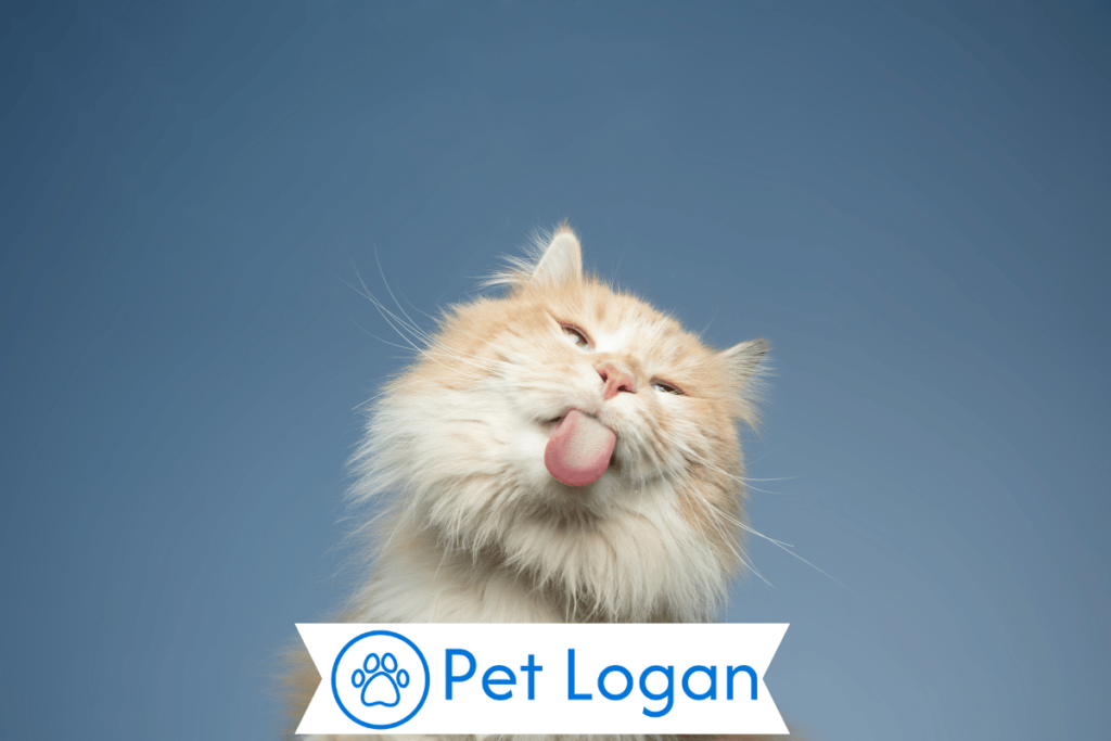 250+ Cool And Cactchy Taylor Swift Cat Names For Your Cute Kitty 2 Unique Taylor Swift Cat Names