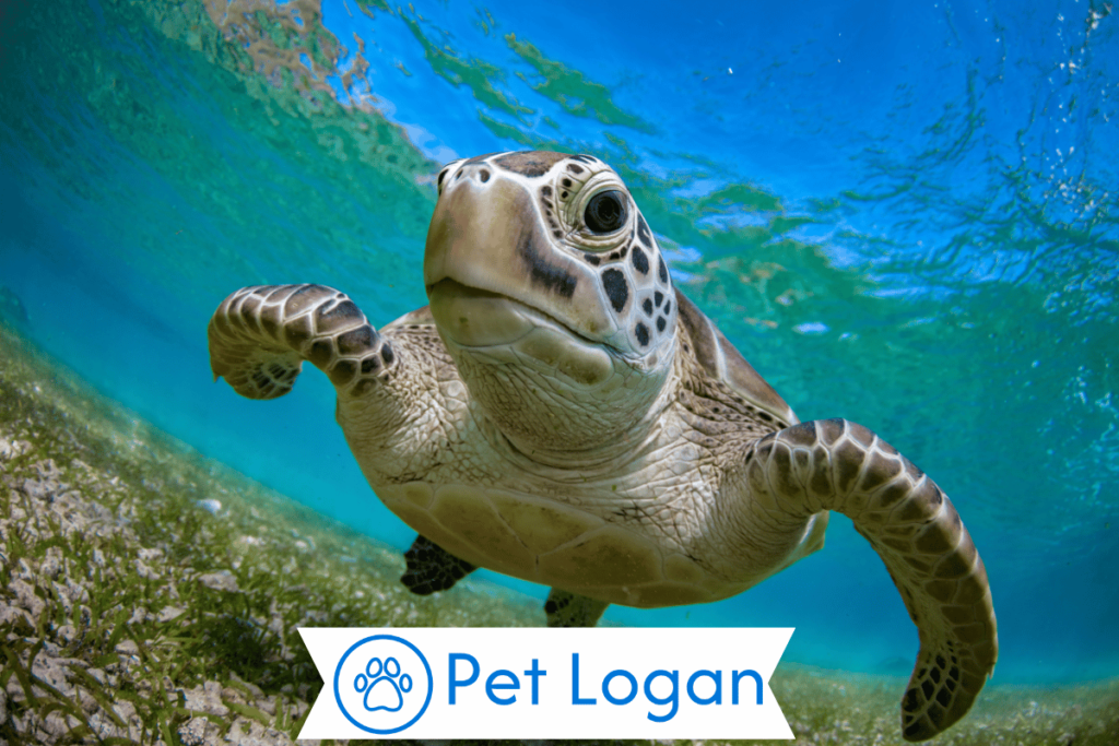 300+ Cute And Catchy Turtle Names For Your Slow Buddy 3 Female Turtle Names