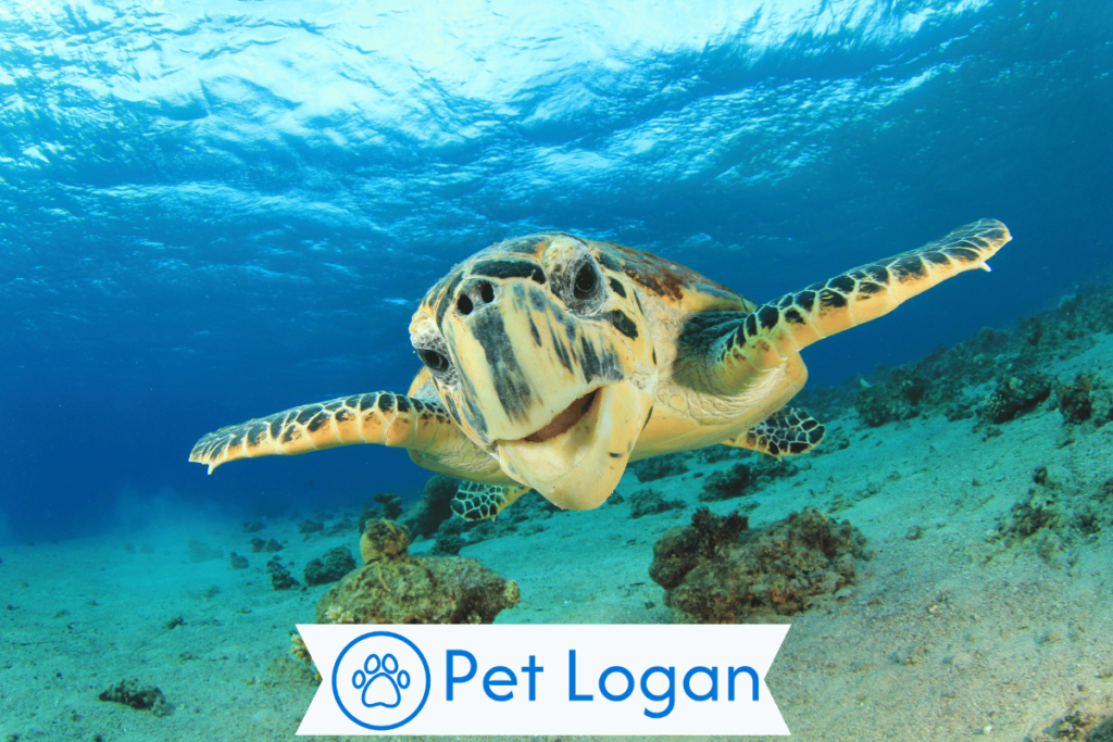 300+ Cute And Catchy Turtle Names For Your Slow Buddy 2 Unique Turtle Names