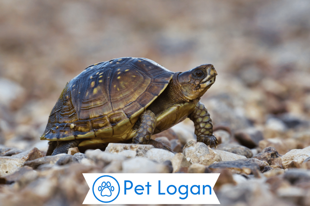 300+ Cute And Catchy Turtle Names For Your Slow Buddy 1 Cool Turtle Names