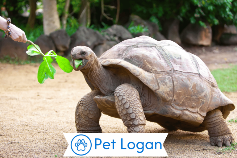 Turtle Names
