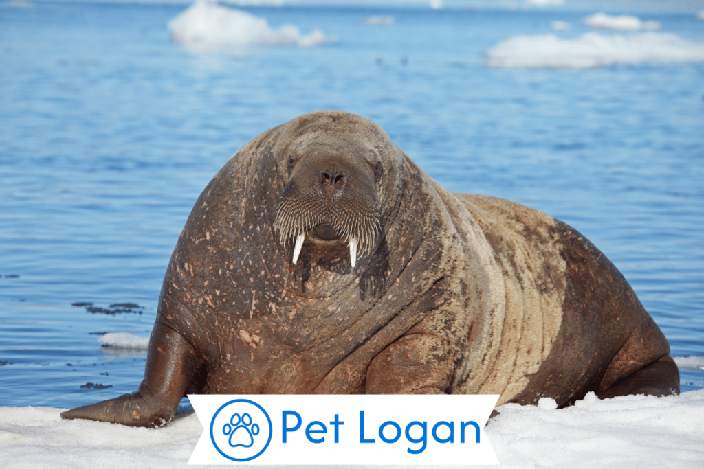 Female Walrus Names
